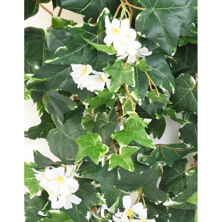 HIEDRA HOLANDESA EN FLOR 90