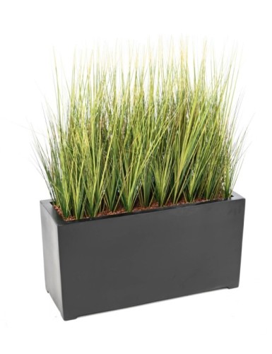 HIERBA CEBOLLA EN UNA...