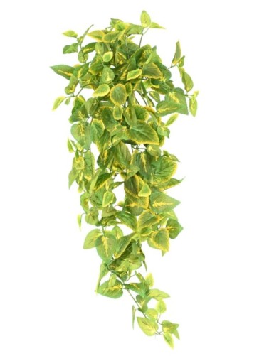 COLEUS HÄNGEKUNSTPFLANZE 75