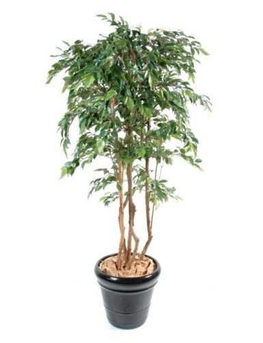 FIKUS MULTITREE NATASJA