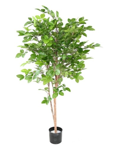 BUCHE GRANDIFOLIA 160