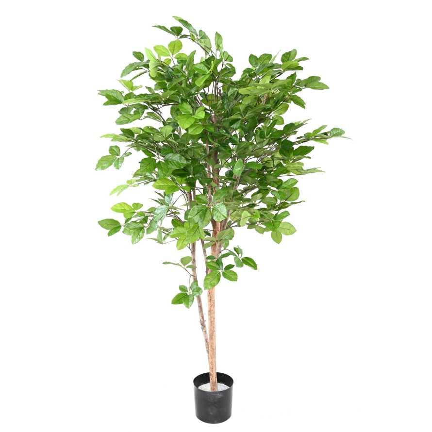 HAYA GRANDIFOLIA 160