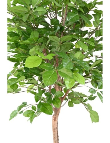 HAYA GRANDIFOLIA 160