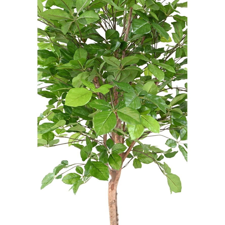 BUCHE GRANDIFOLIA 160