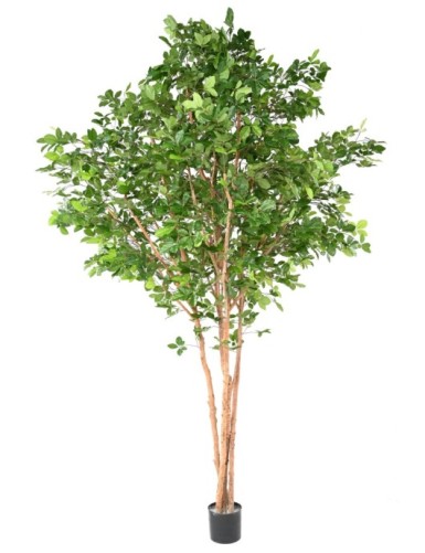 BUCHE GRANDIFOLIA TREEE 350