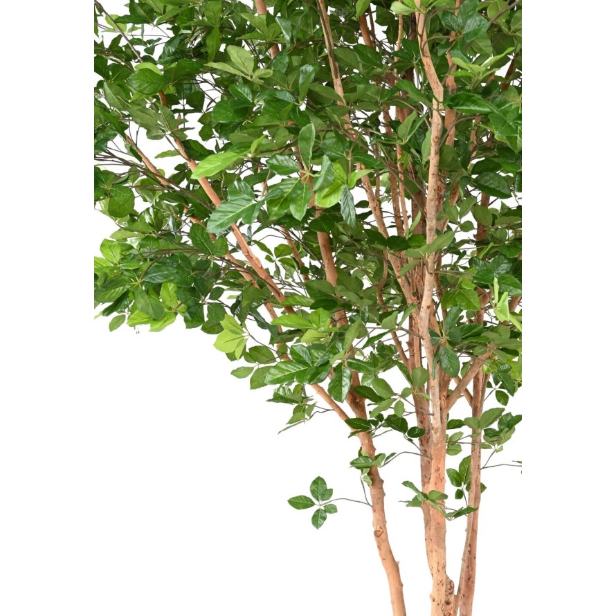 BUCHE GRANDIFOLIA TREEE 350