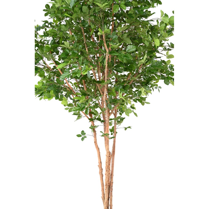 BUCHE GRANDIFOLIA TREEE 350