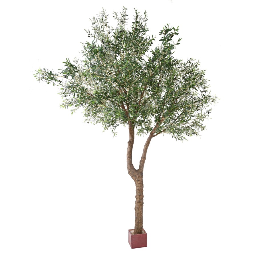 OLIVO GIGANTE CABEZA 2T 350