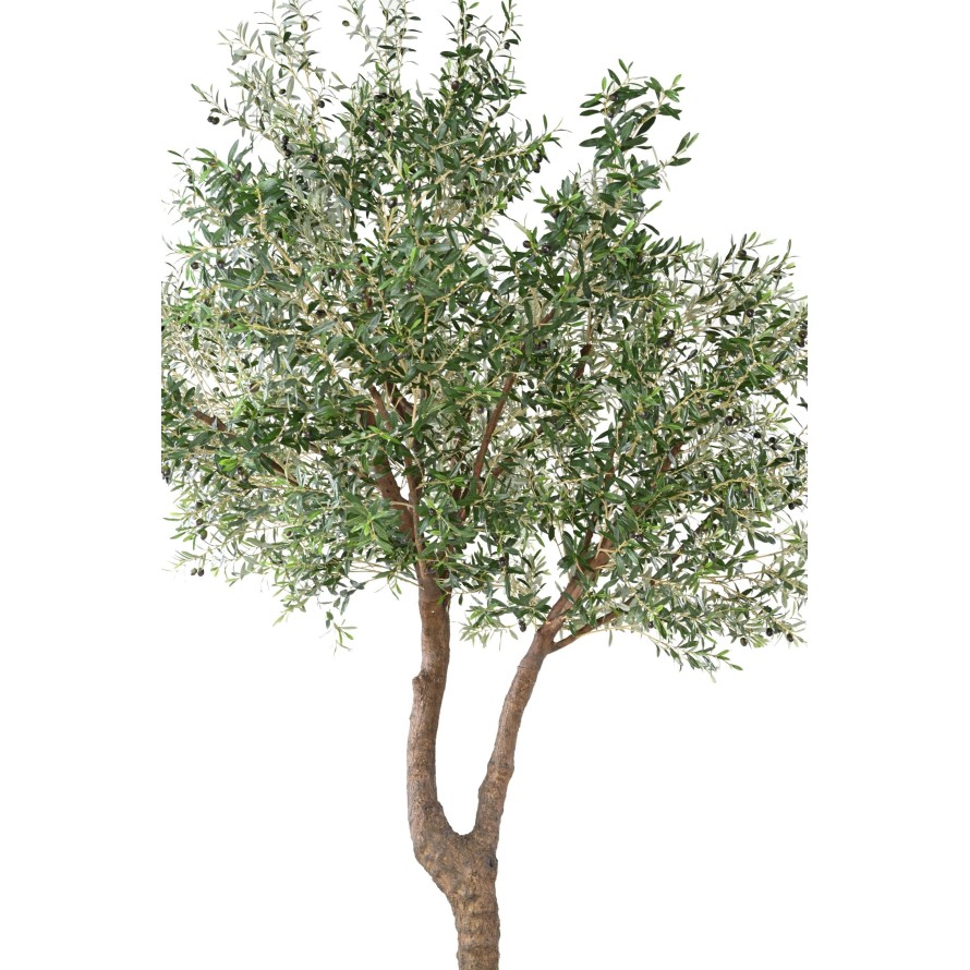 OLIVENBAUM GIANT KRONE 2T 350