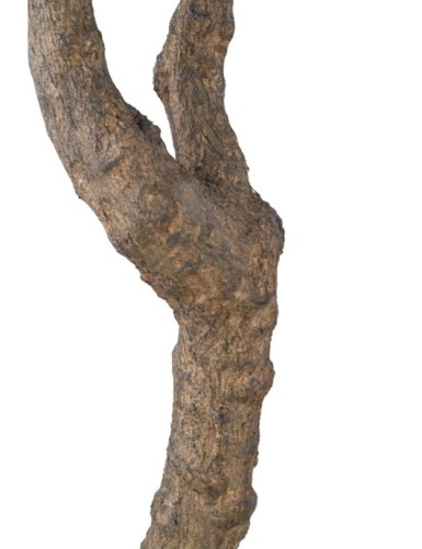 OLIVO GIGANTE CABEZA 2T 350