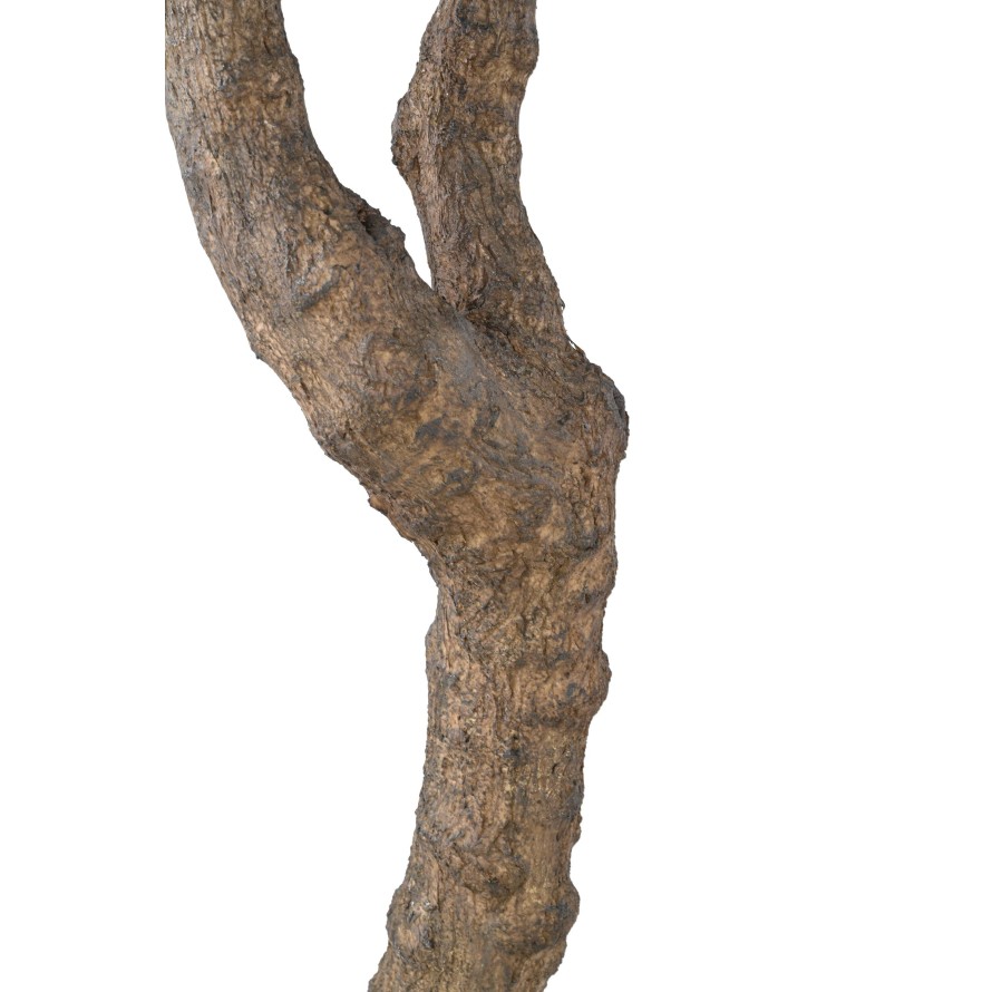 OLIVENBAUM GIANT KRONE 2T 350