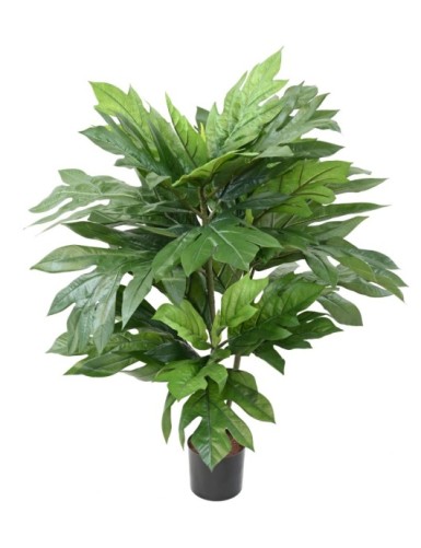 ARTOCARPUS ALTILIS...