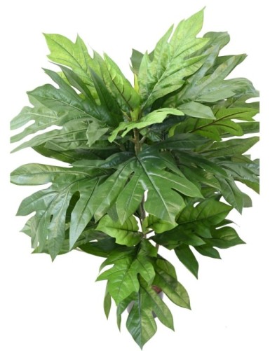 ARTOCARPUS ALTILIS (árbol del pan)