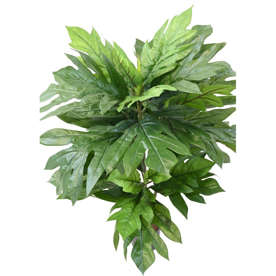 ARTOCARPUS ALTILIS (Brotfruchtbaum)