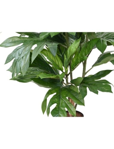 ARTOCARPUS ALTILIS (árbol del pan)