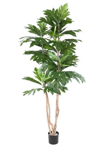 ARTOCARPUS ALTILIS...