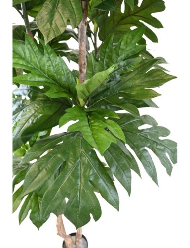 ARTOCARPUS ALTILIS Mehrstämmig (Brotfruchtbaum)