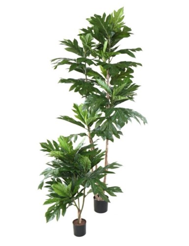 ARTOCARPUS ALTILIS Mehrstämmig (Brotfruchtbaum)