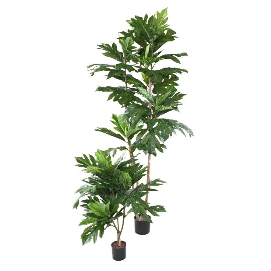 ARTOCARPUS ALTILIS Mehrstämmig (Brotfruchtbaum)