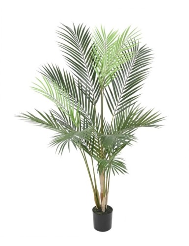 ARECA PALM PLAST