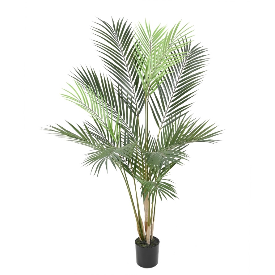ARECA PALM PLAST