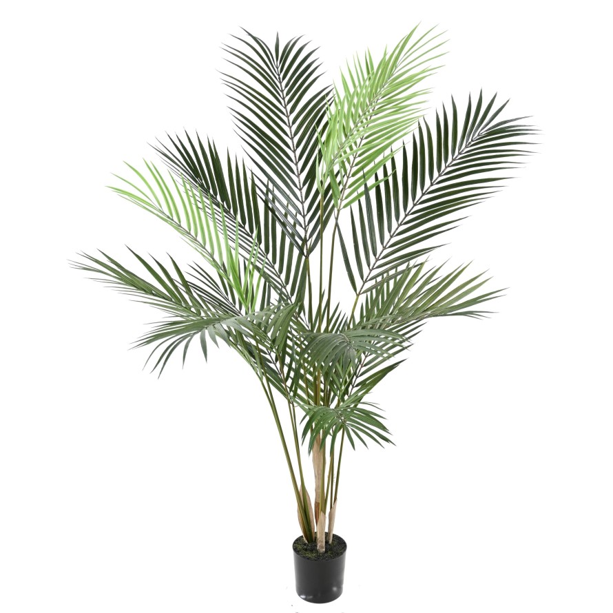 ARECA PALM PLAST