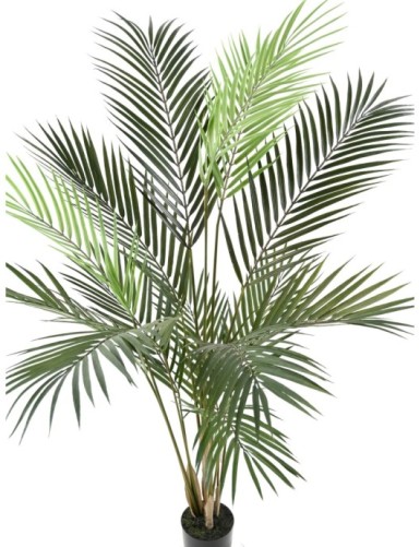 ARECA PALM PLAST