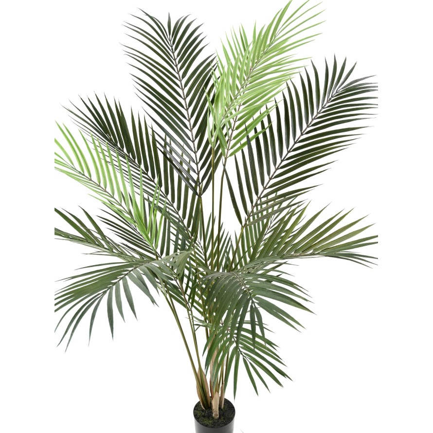 ARECA PALM PLAST