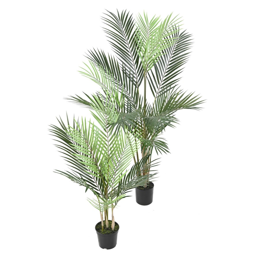ARECA PALM PLAST