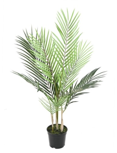 ARECA PALM PLAST