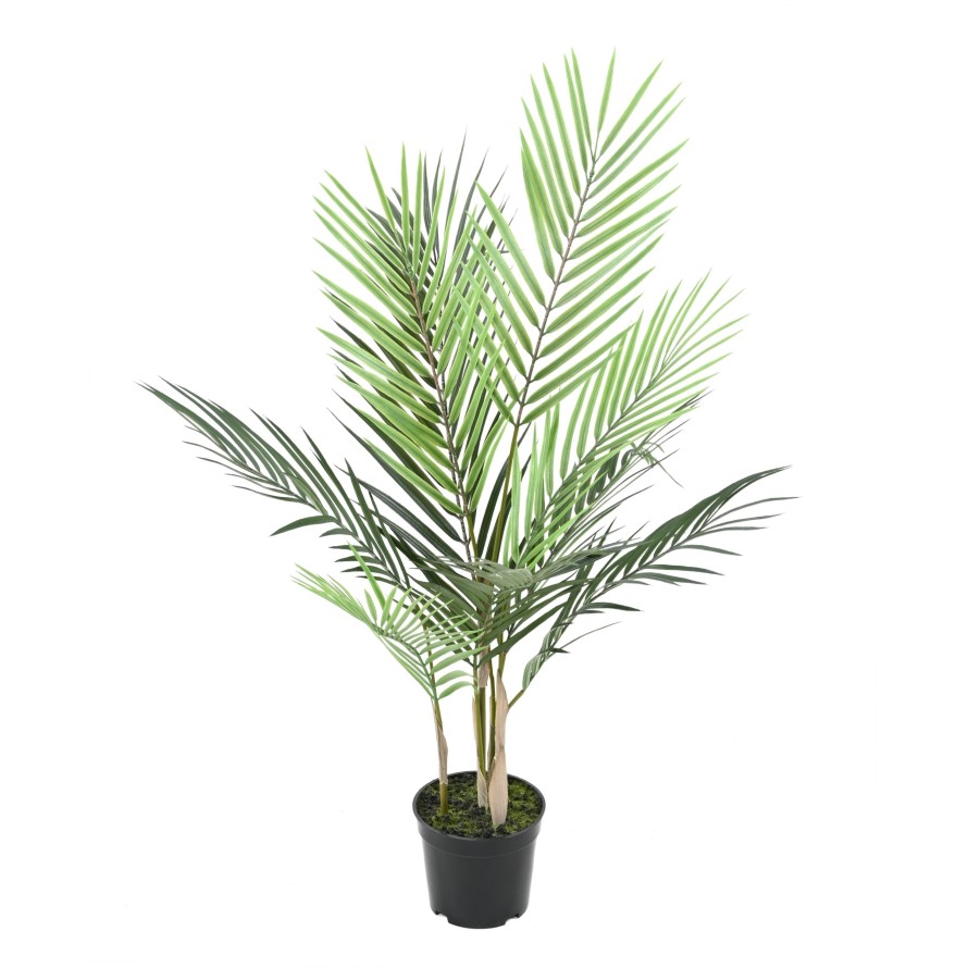 ARECA PALM PLAST