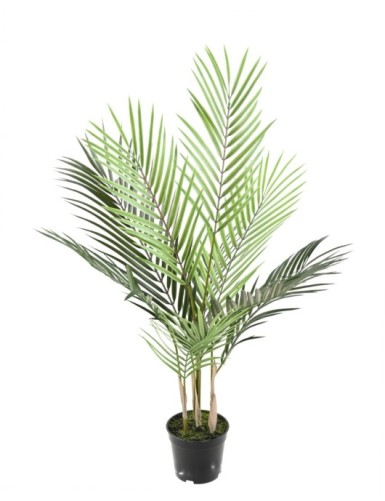 ARECA PALM PLAST