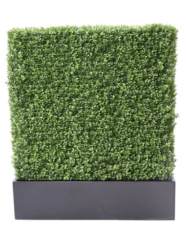 BUCHSBAUM HECKE NEW IN...