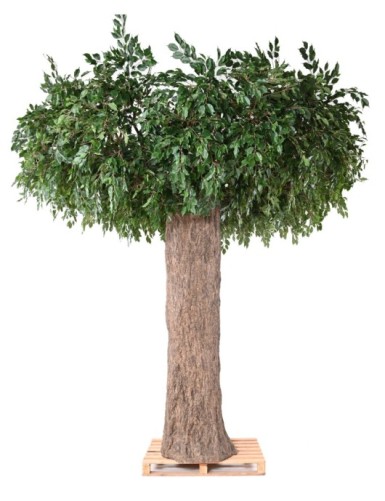 FICUS GIGANTE TRONCO 2...