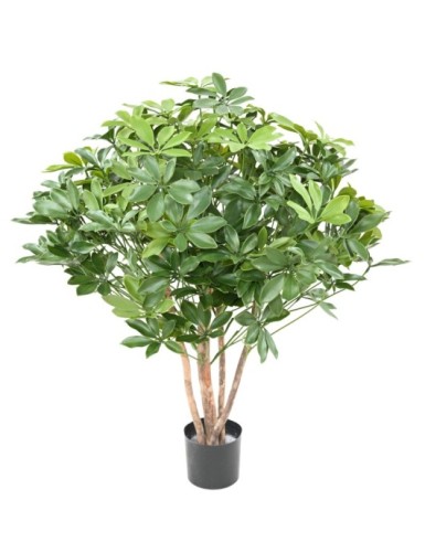 SCHEFFLERA BUSCH PLAST UV