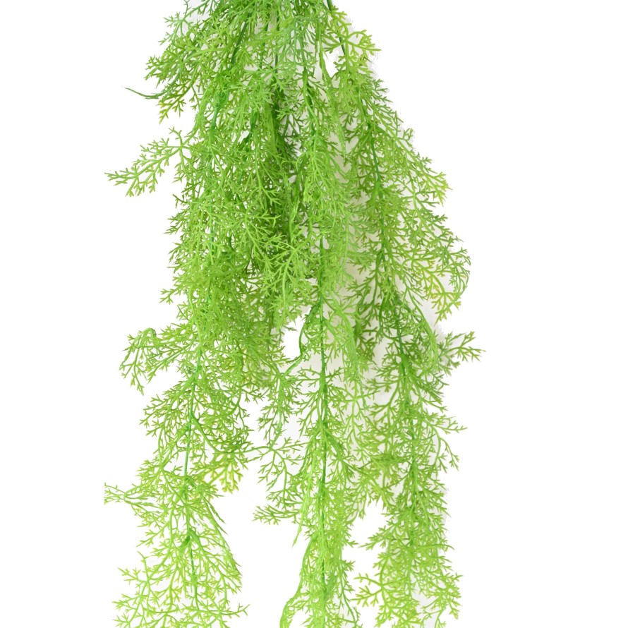 ASPARAGUS MINI HANGING BUSH