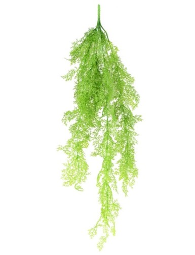 ASPARAGUS MINI HANGING BUSH