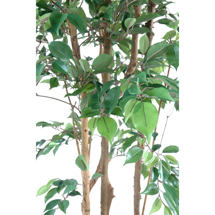 FIKUS MULTITREE NATASJA