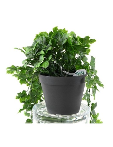 VID COLGANTE 68 EN MACETA