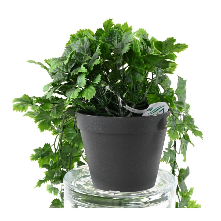 WEINREBE HÄNGEKUNSTPFLANZE 68 TOPF