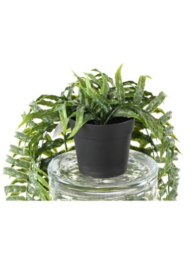 HELECHO COLGANTE 75 EN MACETA