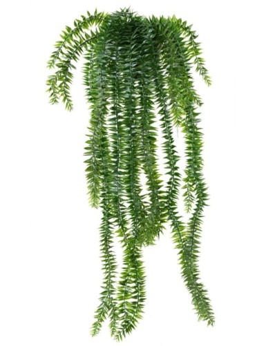 LYCOPODIUM COLGANTE 70 EN...