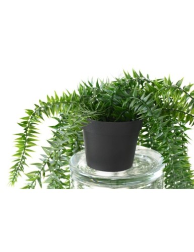 LYCOPODIUM HÄNGEKUNSTPFLANZE 70 TOPF