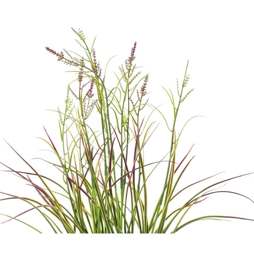 KALMUS BLÜHEND TOPF