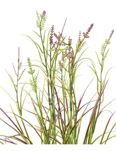 KALMUS BLÜHEND TOPF