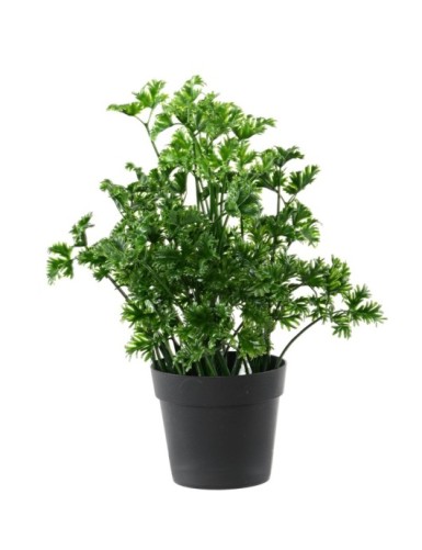 PEREJIL 25 EN MACETA