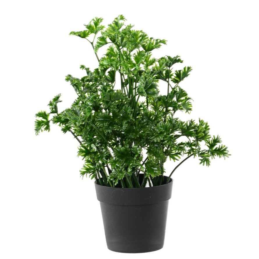 PEREJIL 25 EN MACETA