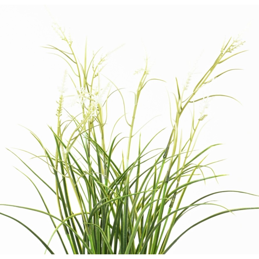 KALMUS BLÜHEND TOPF