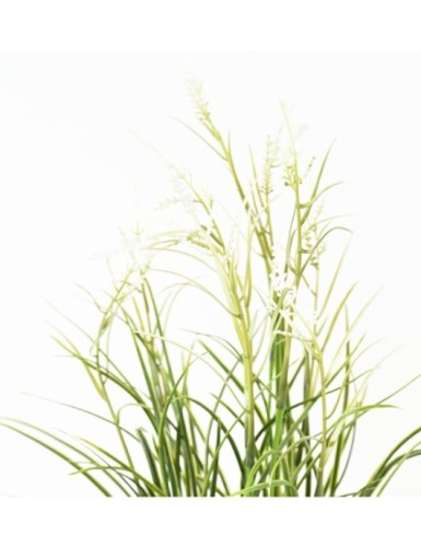 KALMUS BLÜHEND TOPF