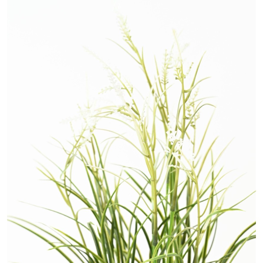 ACORUS EN FLOR EN MACETA